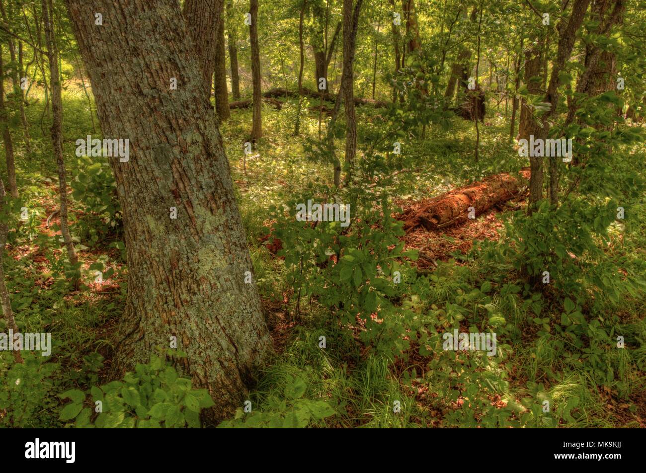 Bowstring Lake is Part of the Leech Lake Native American Reservation in