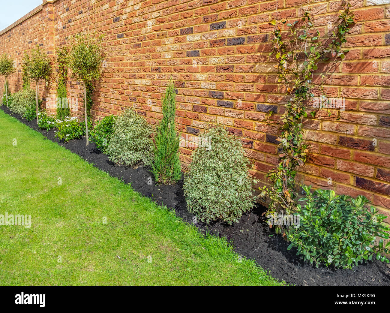newly planted garden or back yard of hardy trees, shrubs and creepers along a bedding in front of an impressive red brick surrounding wall Stock Photo