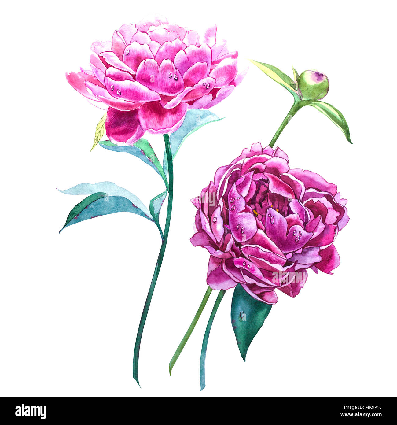 Set watercolor elements of pink peonies. Collection garden flowers ...