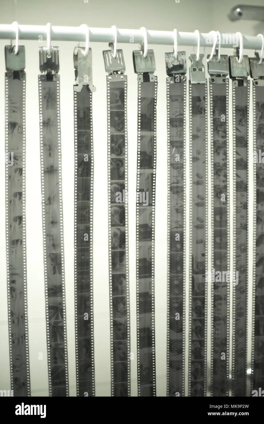 35mm analog black and white photography film negatives drying after