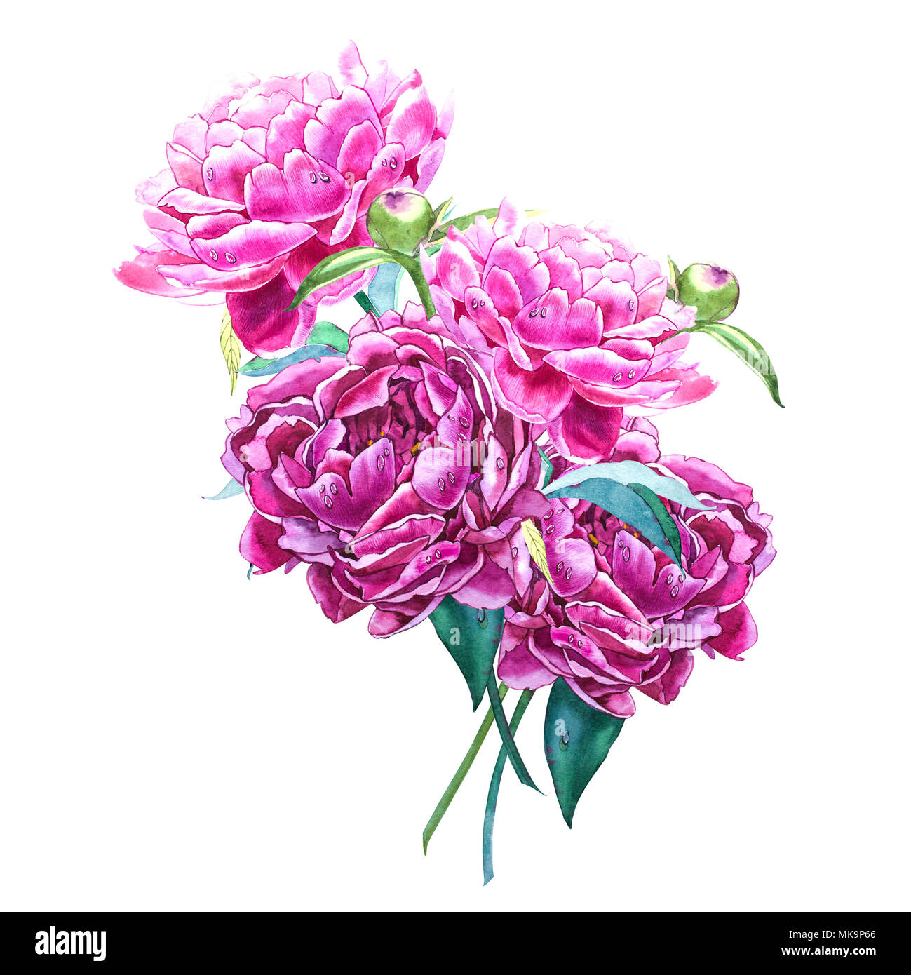 Set watercolor elements of pink peonies. Collection garden flowers ...