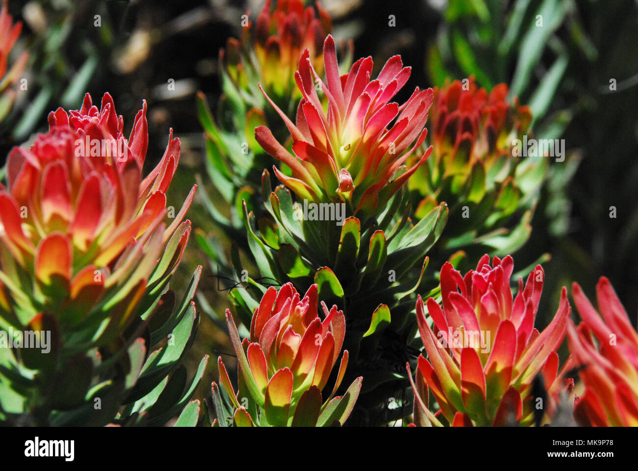 Many Protea Fynbos that thrive in the Southern part of South Africa grow no place else on Earth.  This colorful bunch is a beautiful example. Stock Photo