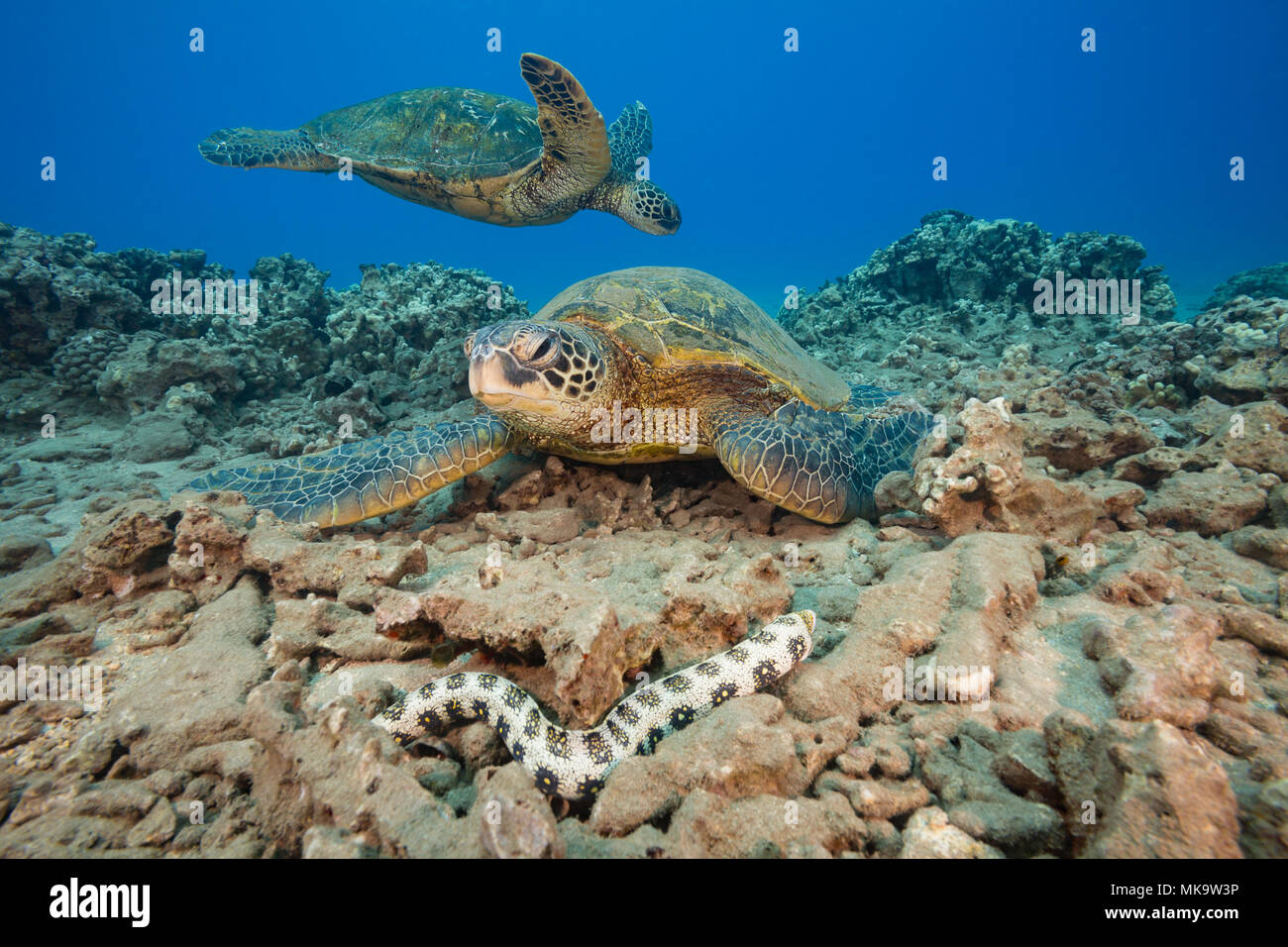 Hawaiian moray eel hires stock photography and images Alamy