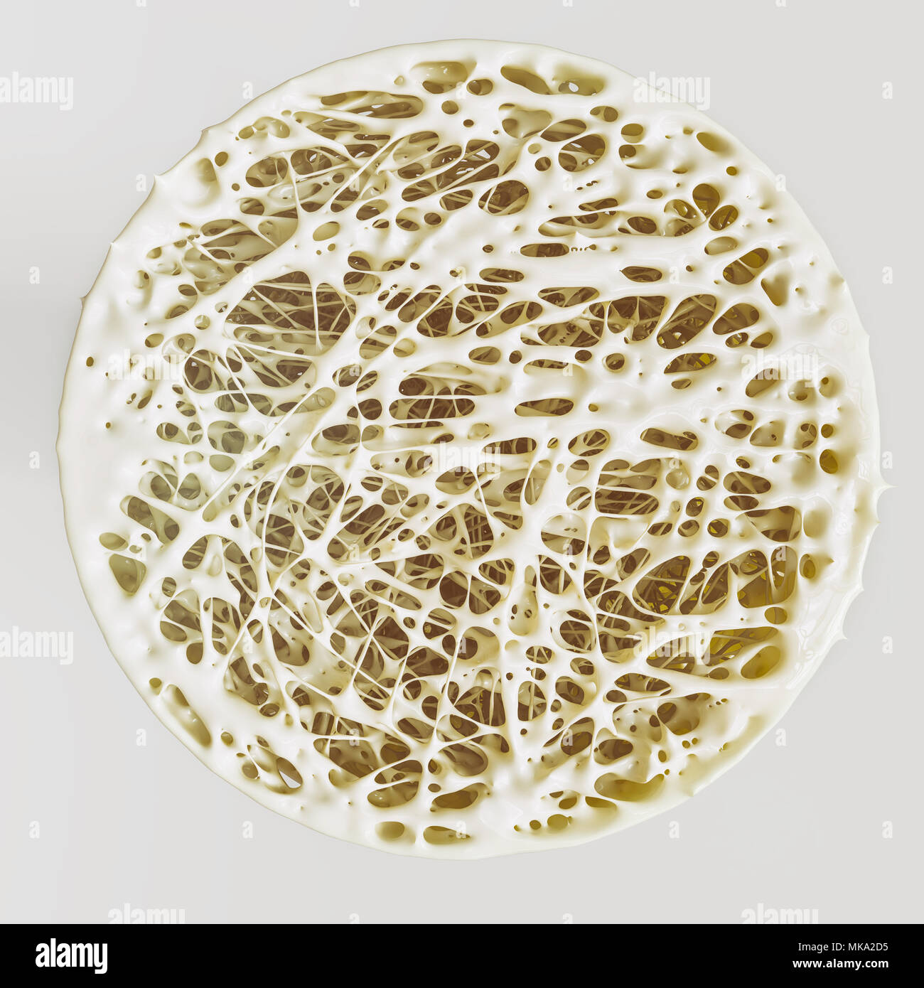 Human Bone Cross Section High Resolution Stock Photography And Images Alamy