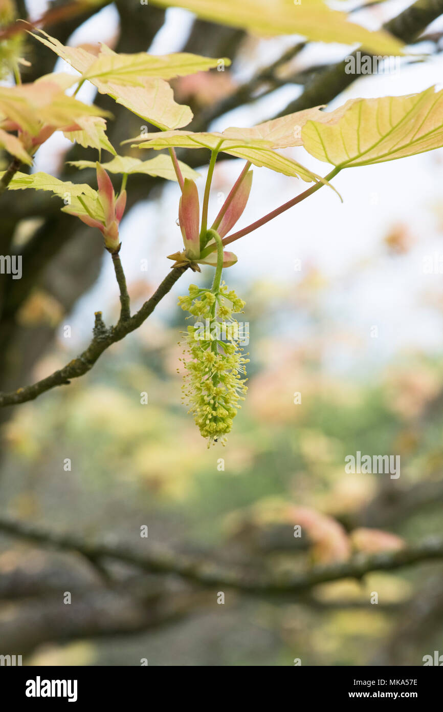 Acer Pseudoplatanus Brilliantissimum. Sycamore Brilliantissimum flowering in spring. England Stock Photo