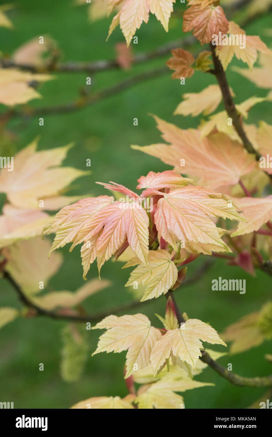 Acer Pseudoplatanus Brilliantissimum. Sycamore Brilliantissimum leaves in spring. England Stock Photo