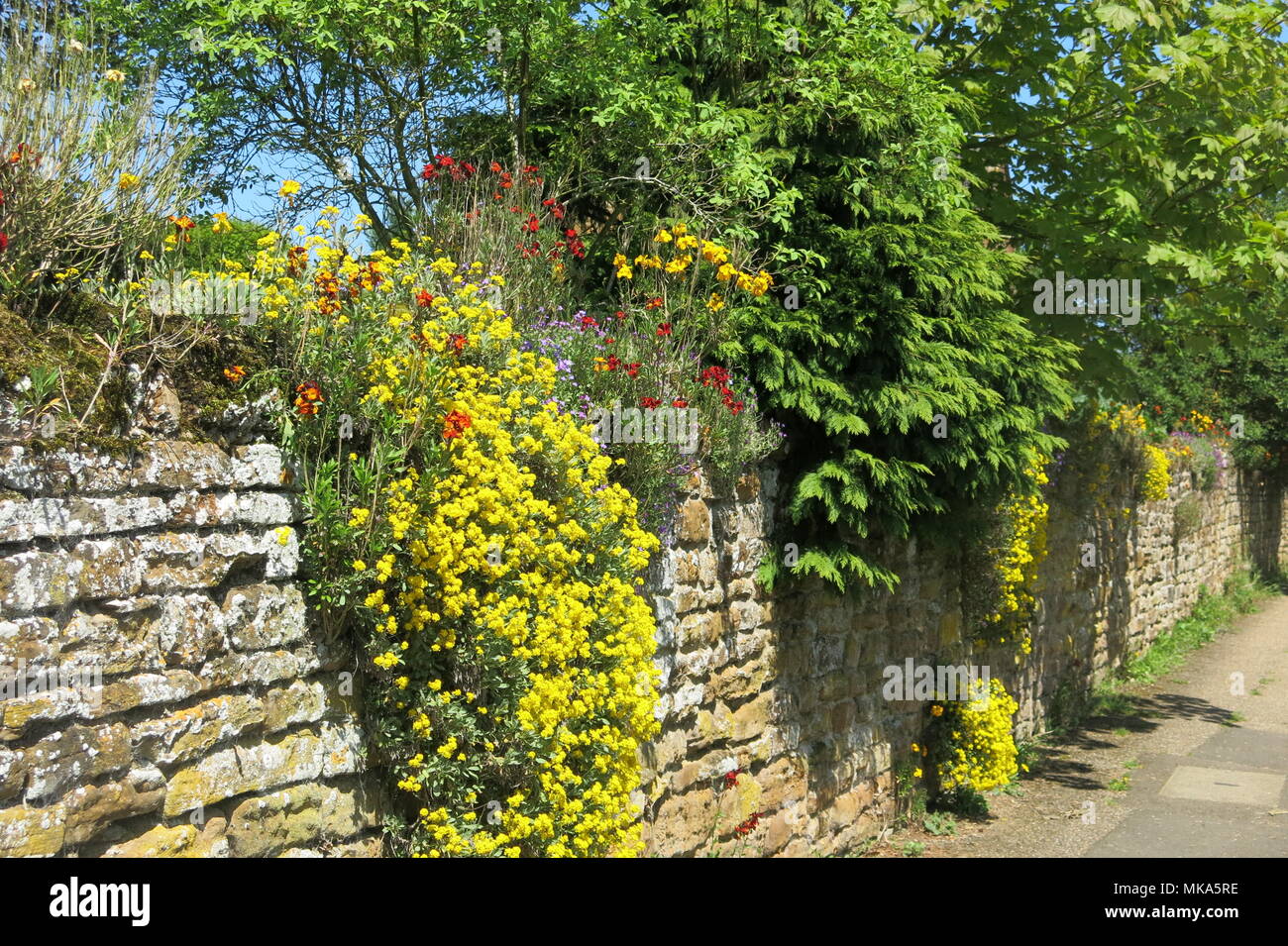 Colourful cascade of yellow rockery plants tumbling over a stone wall