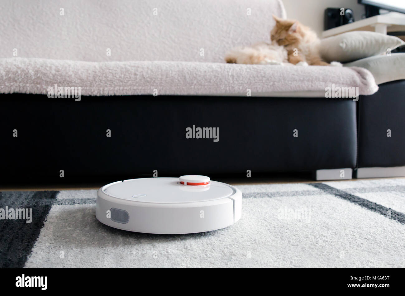 Robotic vacuum cleaner cleaning the room. Cat sitting on the sofa Stock