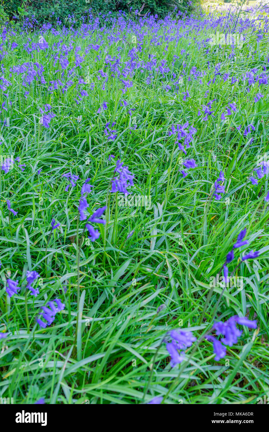 A lawn with bluebells (Hyacinthoides non-scripta) during spring in May, England, UK Stock Photo