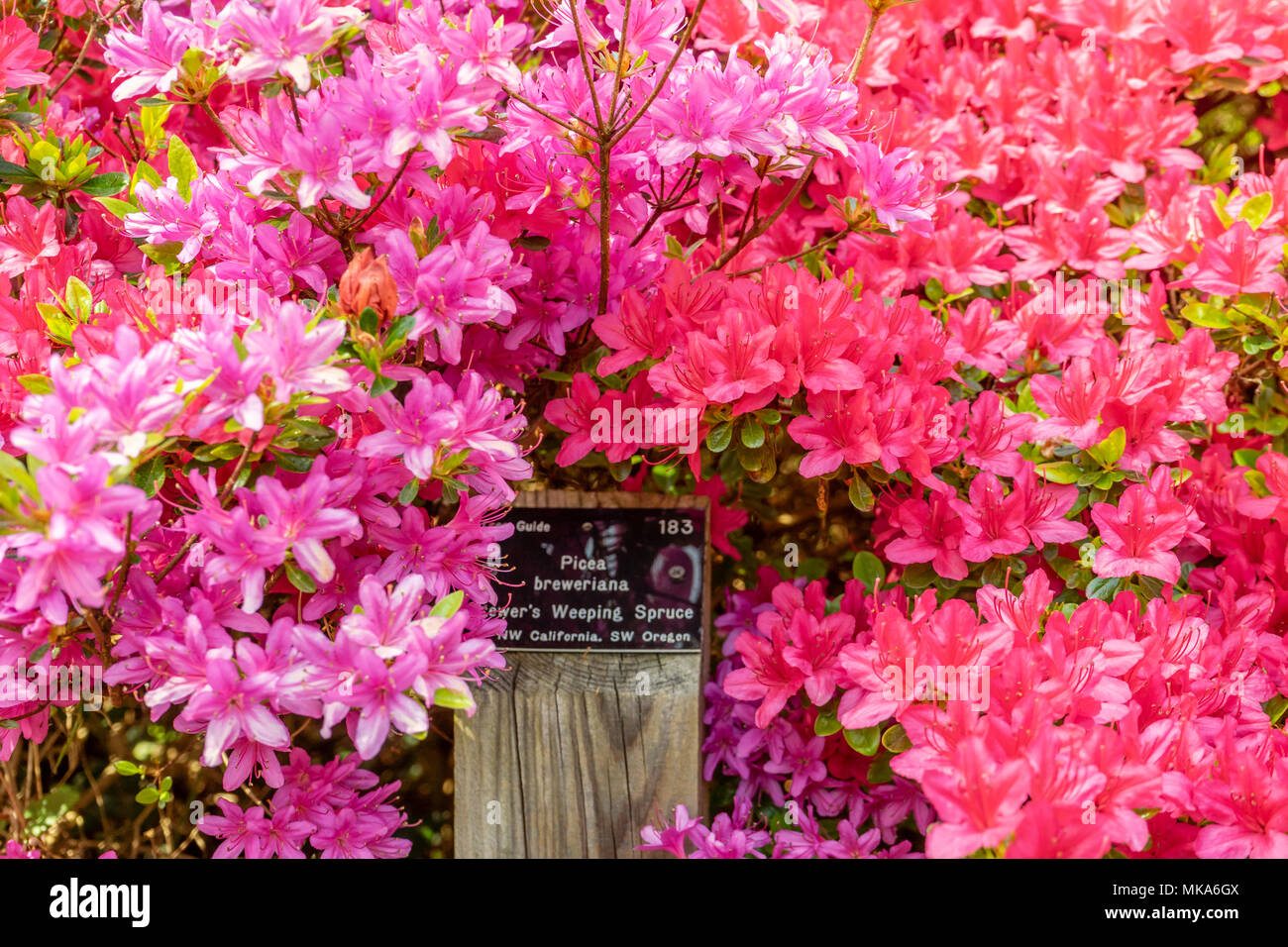 Colourful vibrant pink flowering azaleas at Exbury Gardens during Spring in May, England, UK Stock Photo