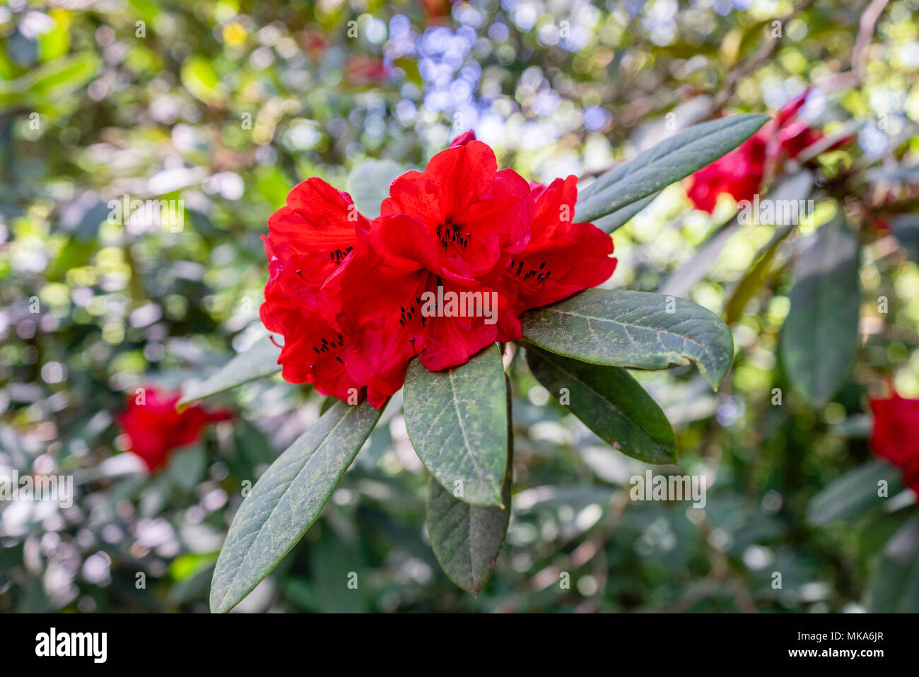 Red flower trusses of a Rhododendron Taurus plant in a garden in Southern England during May/ spring, UK Stock Photo