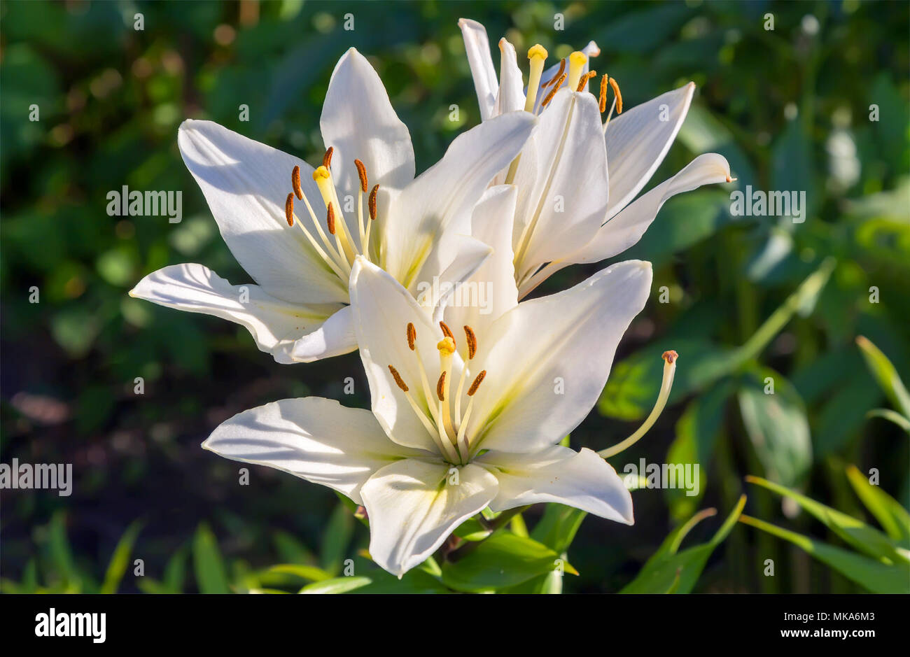 Flowering white lilies in a garden Stock Photo Alamy