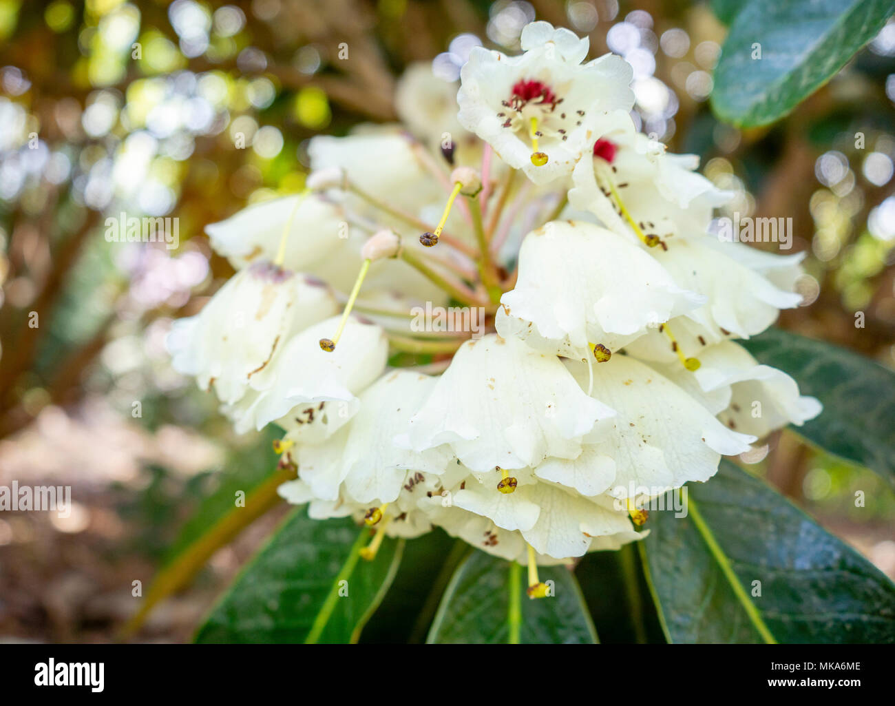 White flower trusses of a Rhododendron 'Fortune' (hybrid of a R. falconeri) a hardy evergreen shrub during May in Exbury gardens, Hampshire, UK Stock Photo
