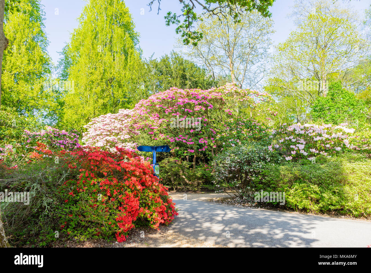 Colourful plants during spring in the grounds of Exbury gardens, a large woodland garden belonging to the Rothschild family in Hampshire, England, UKM Stock Photo