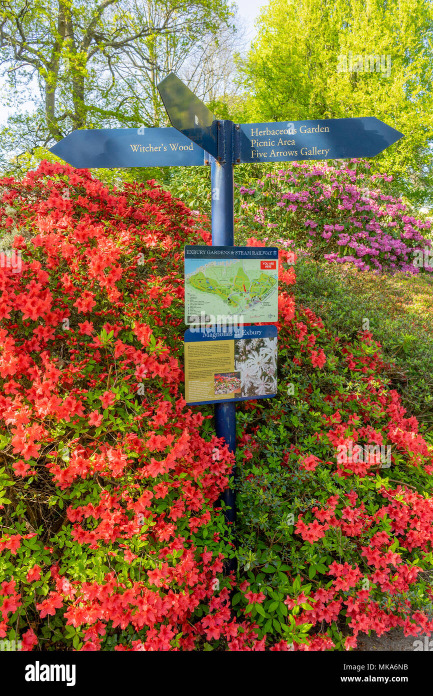 Colourful plants during spring in the grounds of Exbury gardens, a large woodland garden belonging to the Rothschild family in Hampshire, England, UK Stock Photo