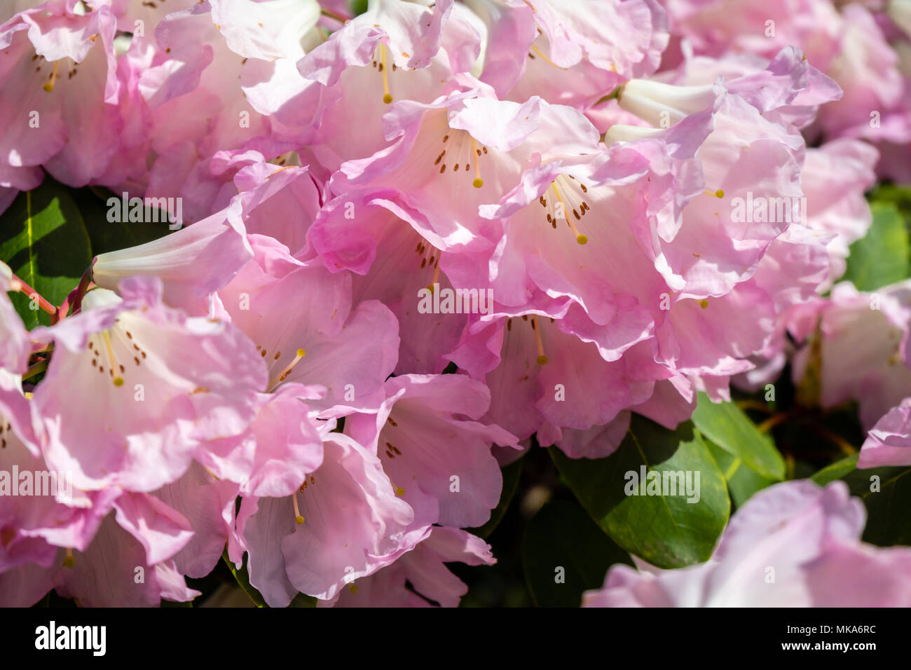 Close up of pink flower trusses of a Rhododendron bow bells plant variety, a hybrid of corona x williamsianum in Exbury gardens during May/ spring, UK Stock Photo