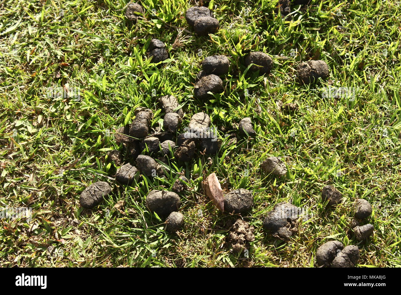cow feces on the green grass Stock Photo