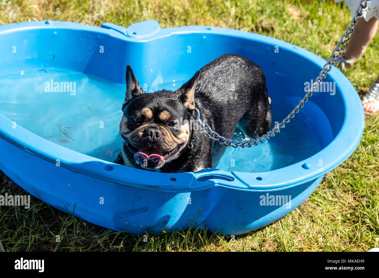 Brentwood Essex, 7th May 2018, All About Dogs show, keeping cool was very important on a hot bank holiday at the All About Dogs show, Brentwood Credit Ian Davidson/Alamy Live News Stock Photo
