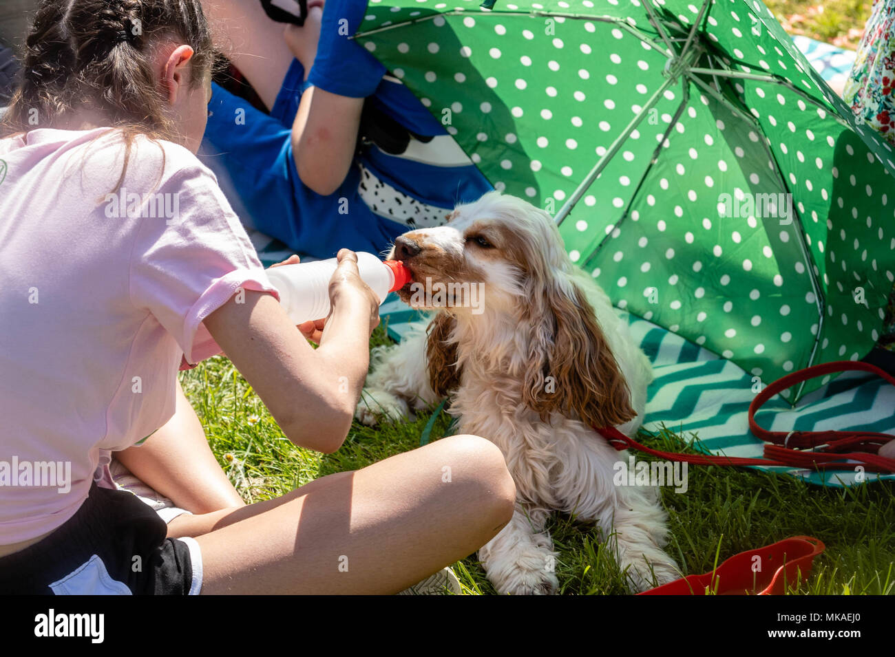 Brentwood Essex, 7th May 2018, trying to keep cool is the order of the day at the All About Dogs show, Brentwood Essex  Credit Ian Davidson/Alamy Live News Stock Photo
