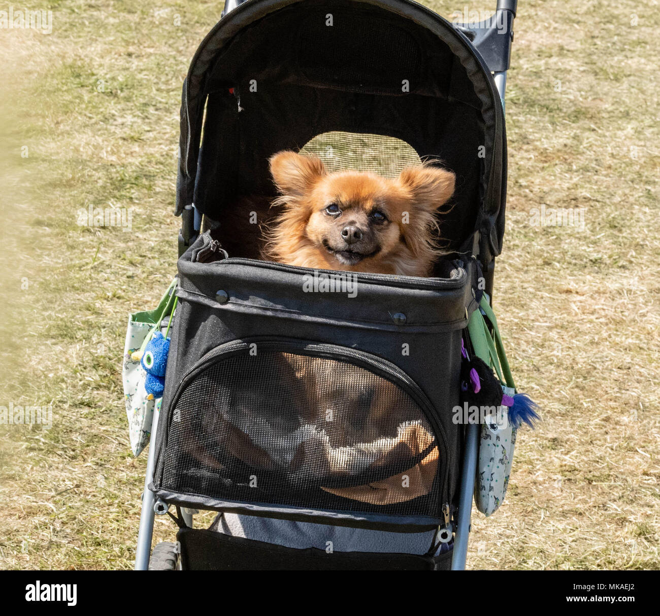 Brentwood, Essex, 7th May 2018, A dog in a buggy at the All about Dogs show, Brentwood Essex, Credit Ian Davidson/Alamy Live News Stock Photo