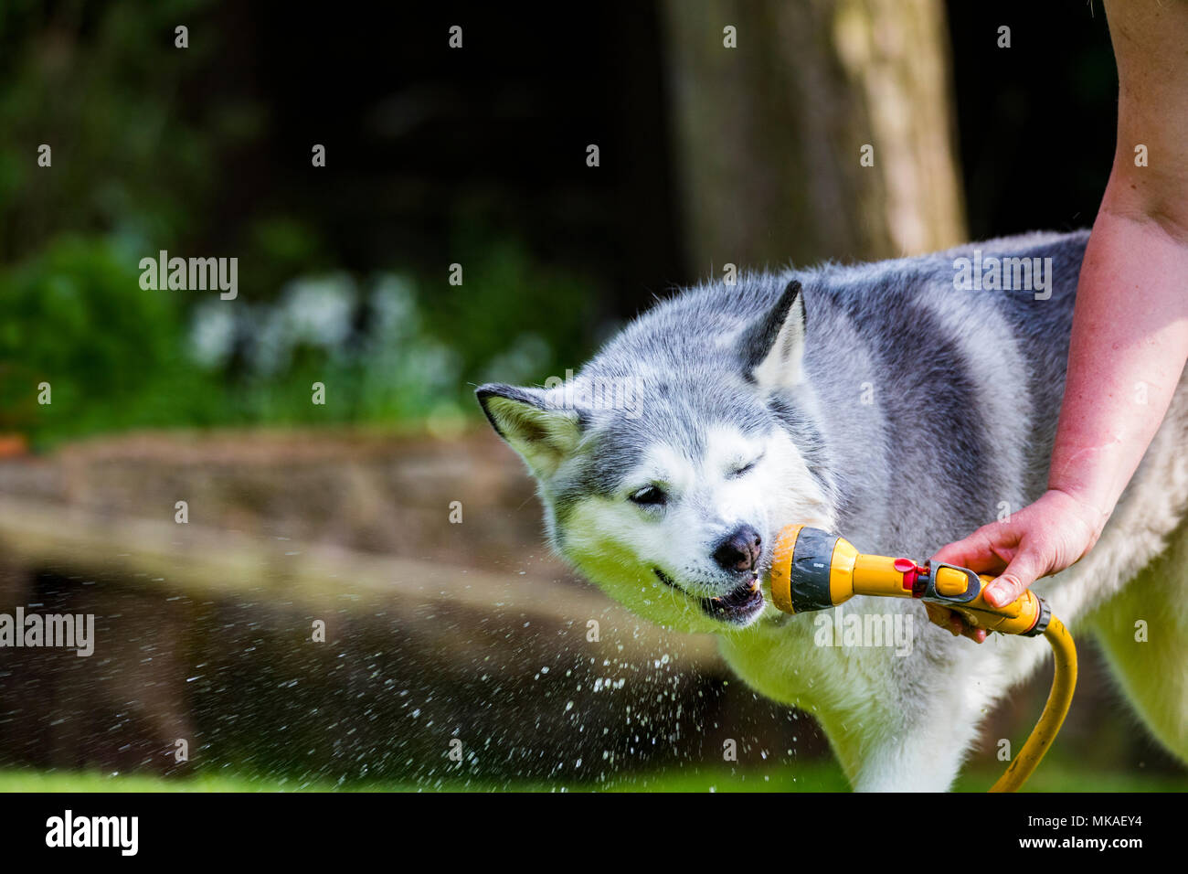 A Siberian Husky dog cooling off on a summers days from the hot weather with a spraying of water from a garden hose in a back garden Stock Photo