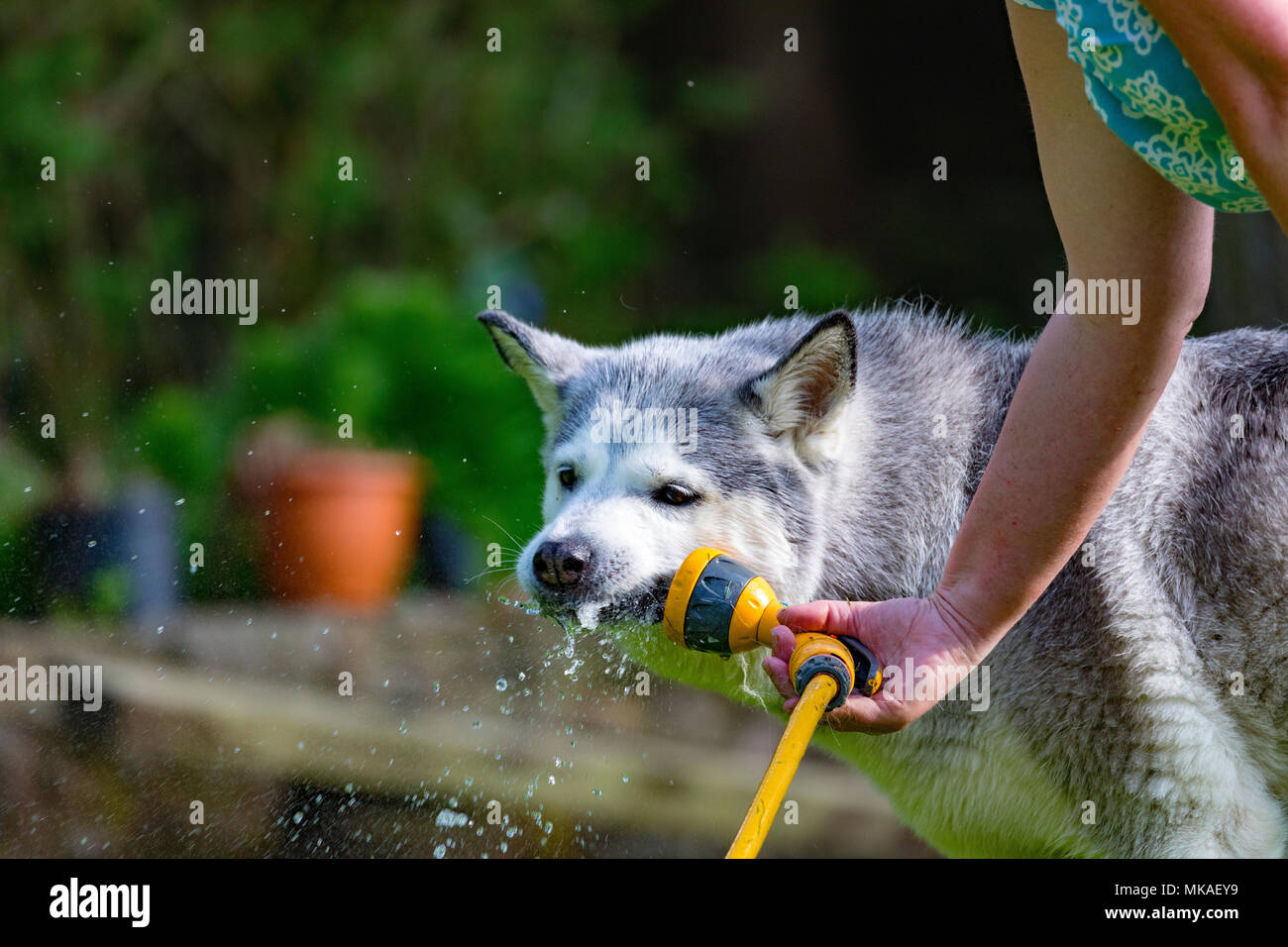 A Siberian Husky dog cooling off on a summers days from the hot weather with a spraying of water from a garden hose in a back garden Stock Photo