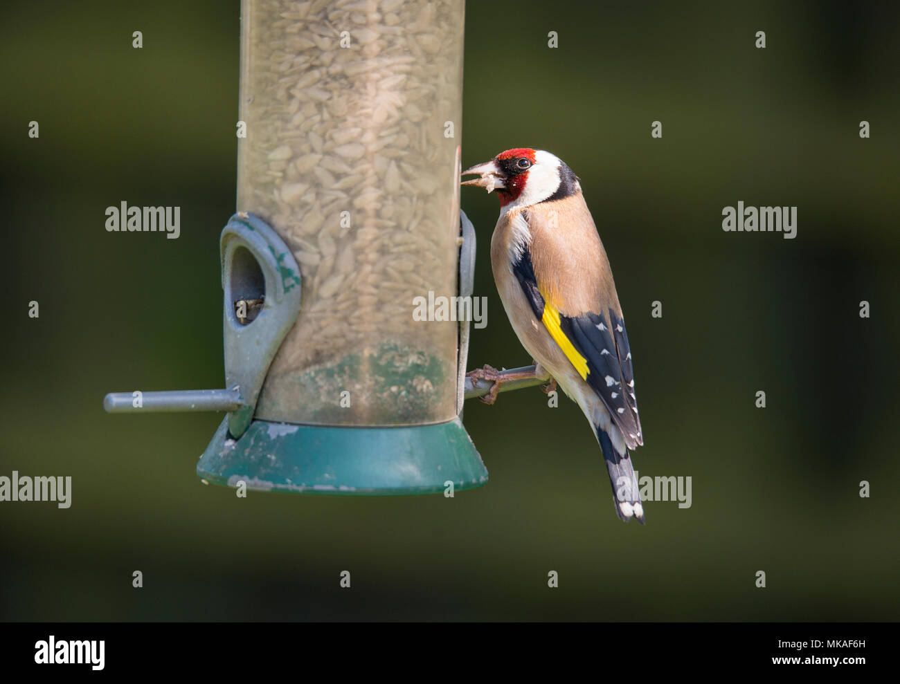 Wimbledon London Uk 7 May 2018 Colourful Goldfinch Feeds From