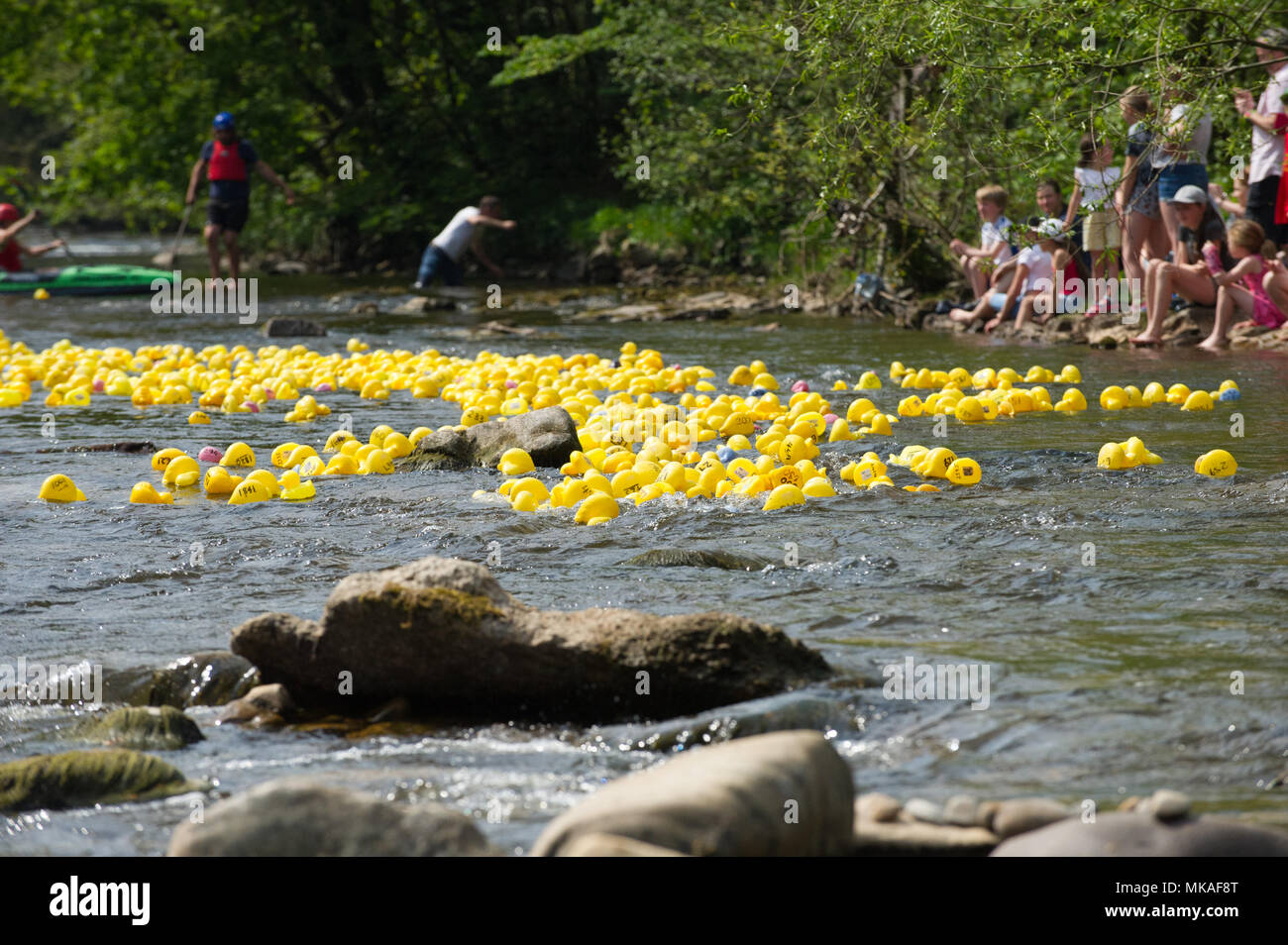 Richmond, England, U.K. 7th. May 2018. Thousands of plastics yellow