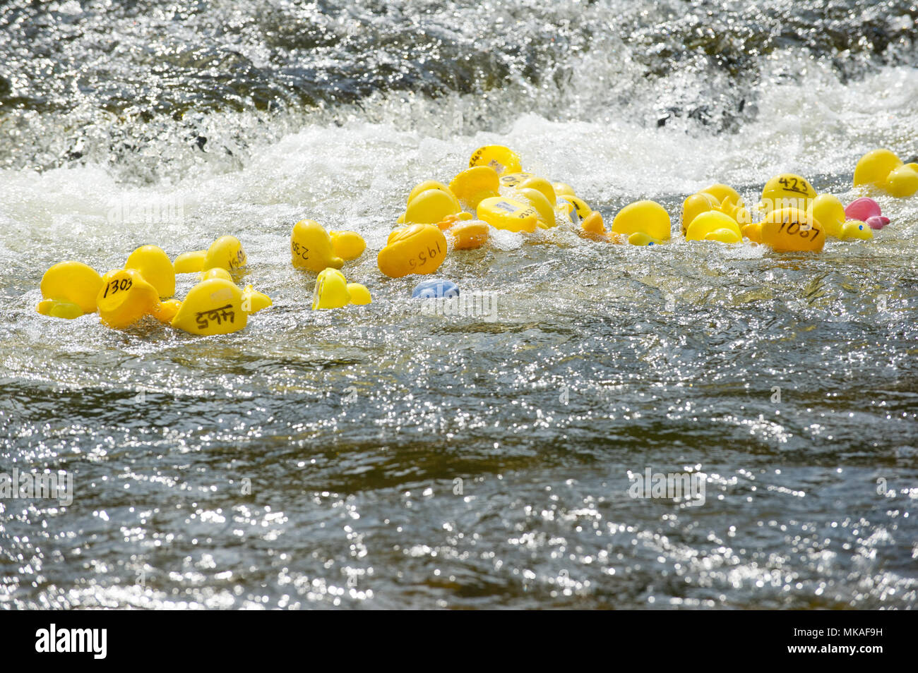 Richmond, England, U.K. 7th. May 2018. Thousands of plastics yellow