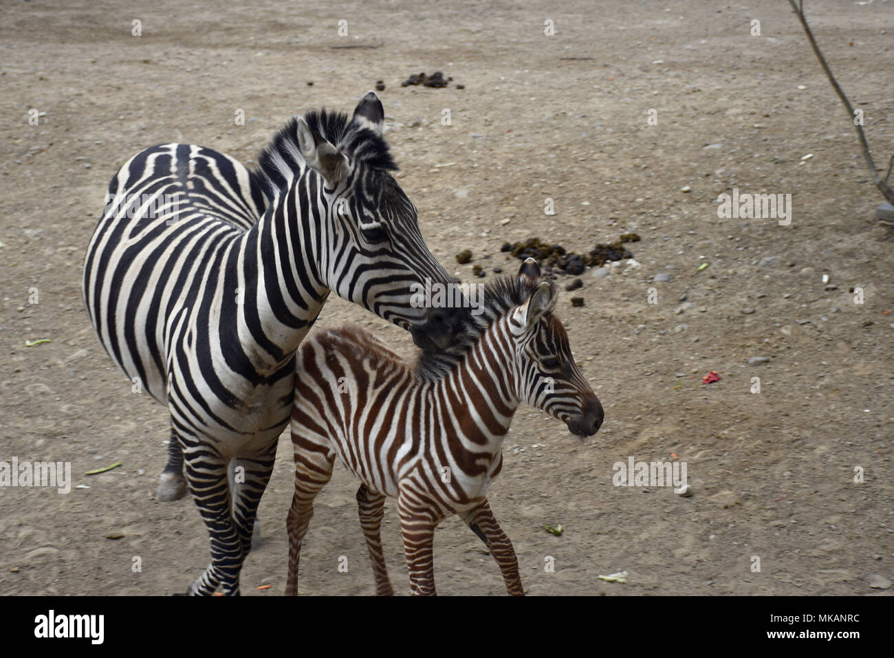Beijing, Beijing, China. 8th May, 2018. Beijing, CHINA-7th May 2018: Animals  in early summer at Beijing Zoo. Credit: SIPA Asia/ZUMA Wire/Alamy Live News  Stock Photo - Alamy