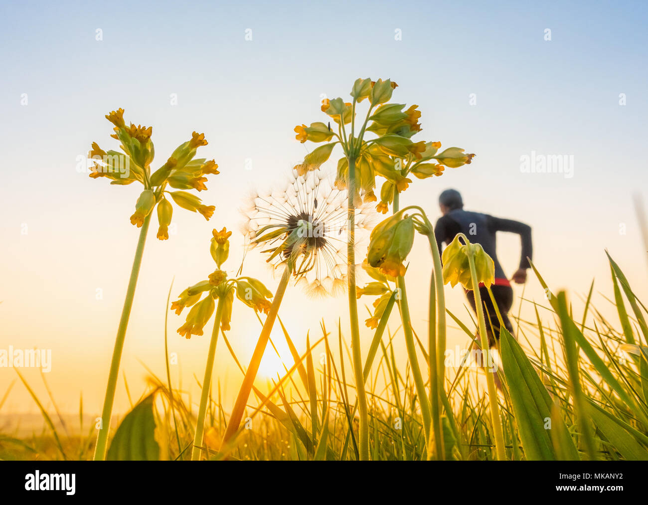 Billingham, north east  England, UK. 8th May, 2018. Weather: Jogger at sunrise in Billingham, north east England, on glorious back to work Tuesday. Following record breaking early May bank holiday temperatures, forecast is for cooler weather with some rain for the rest of the week  Stock Photo