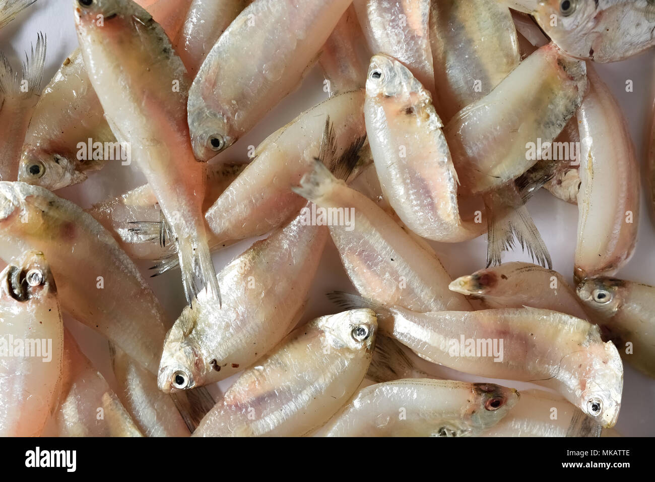 Mackerel Fish In Bengali