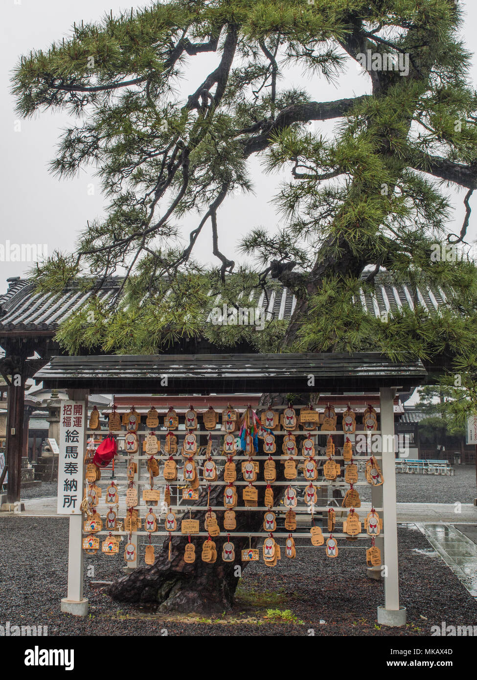 Ema prayer plaques and leaning pine tree, Zentsuji temple, 88 temple pilgrimage, Kagawa, Shikoku, Japan Stock Photo