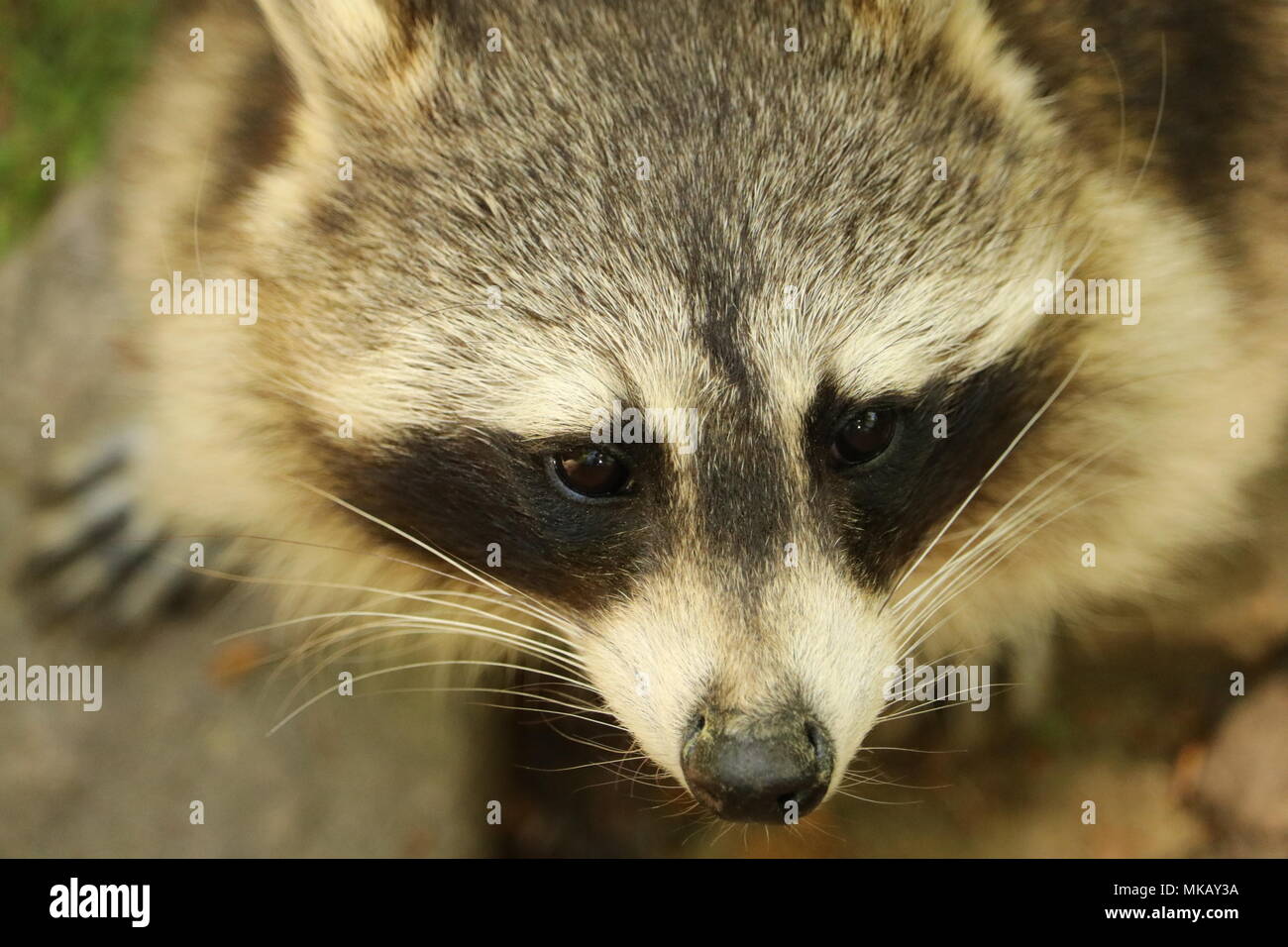 close-up portrait of raccoon Stock Photo - Alamy