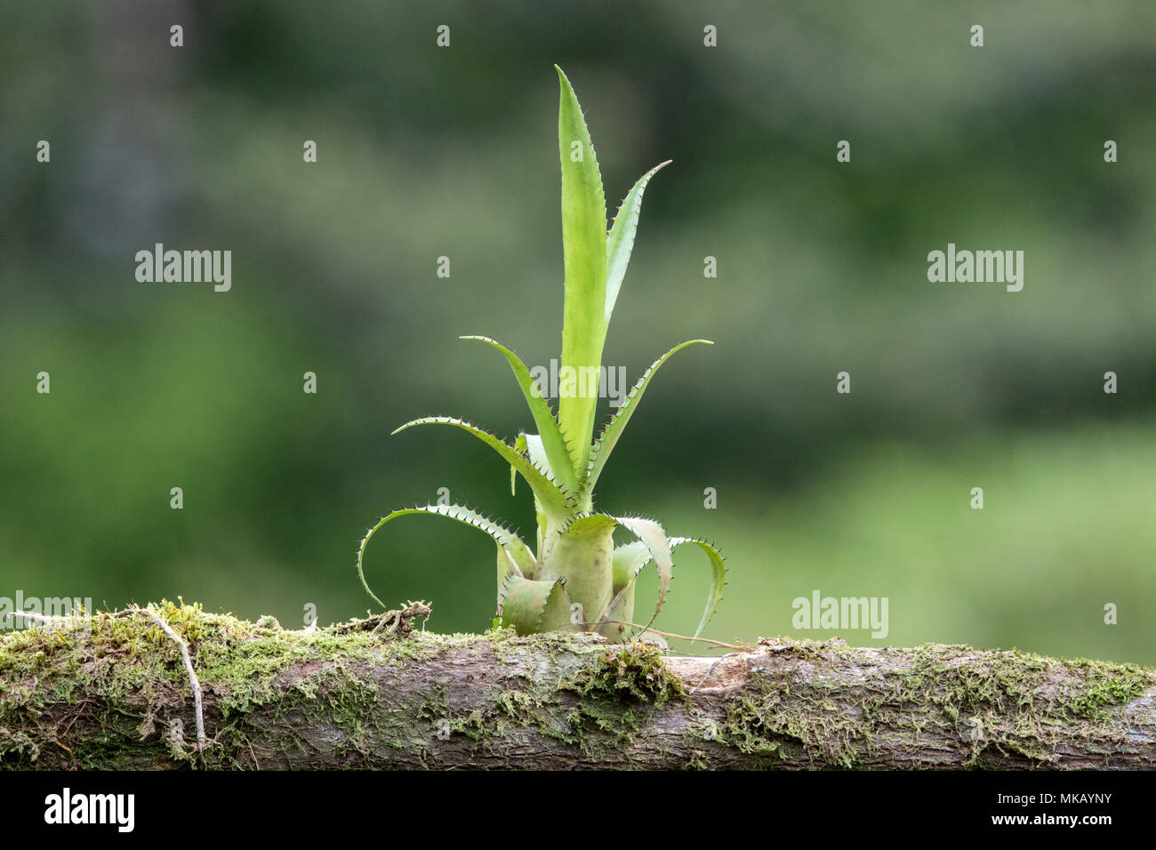 bromeliad plant on moss covered branch in Costa Rica Stock Photo