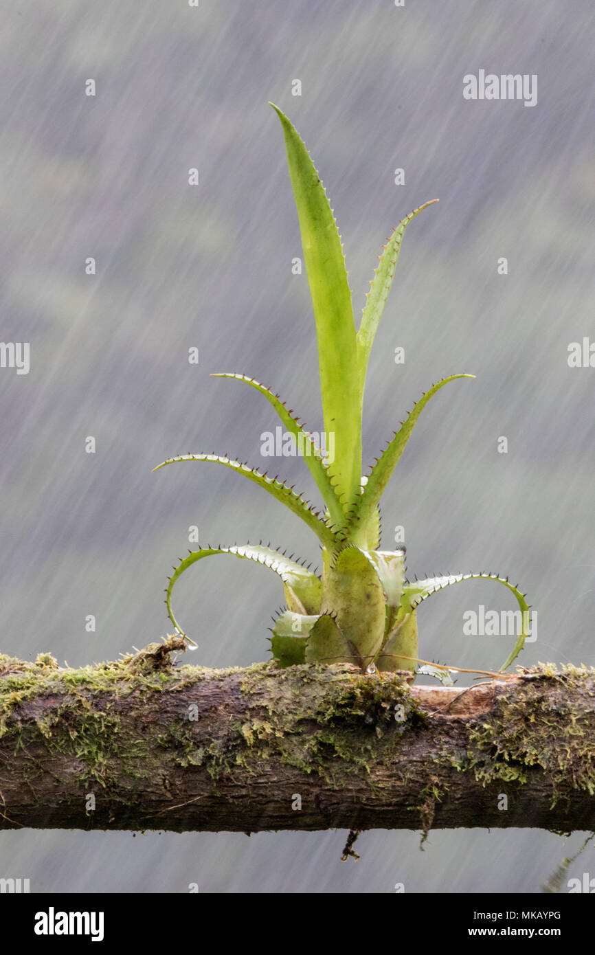 bromeliad plant on moss covered branch in heavy rain shower, Costa Rica Stock Photo