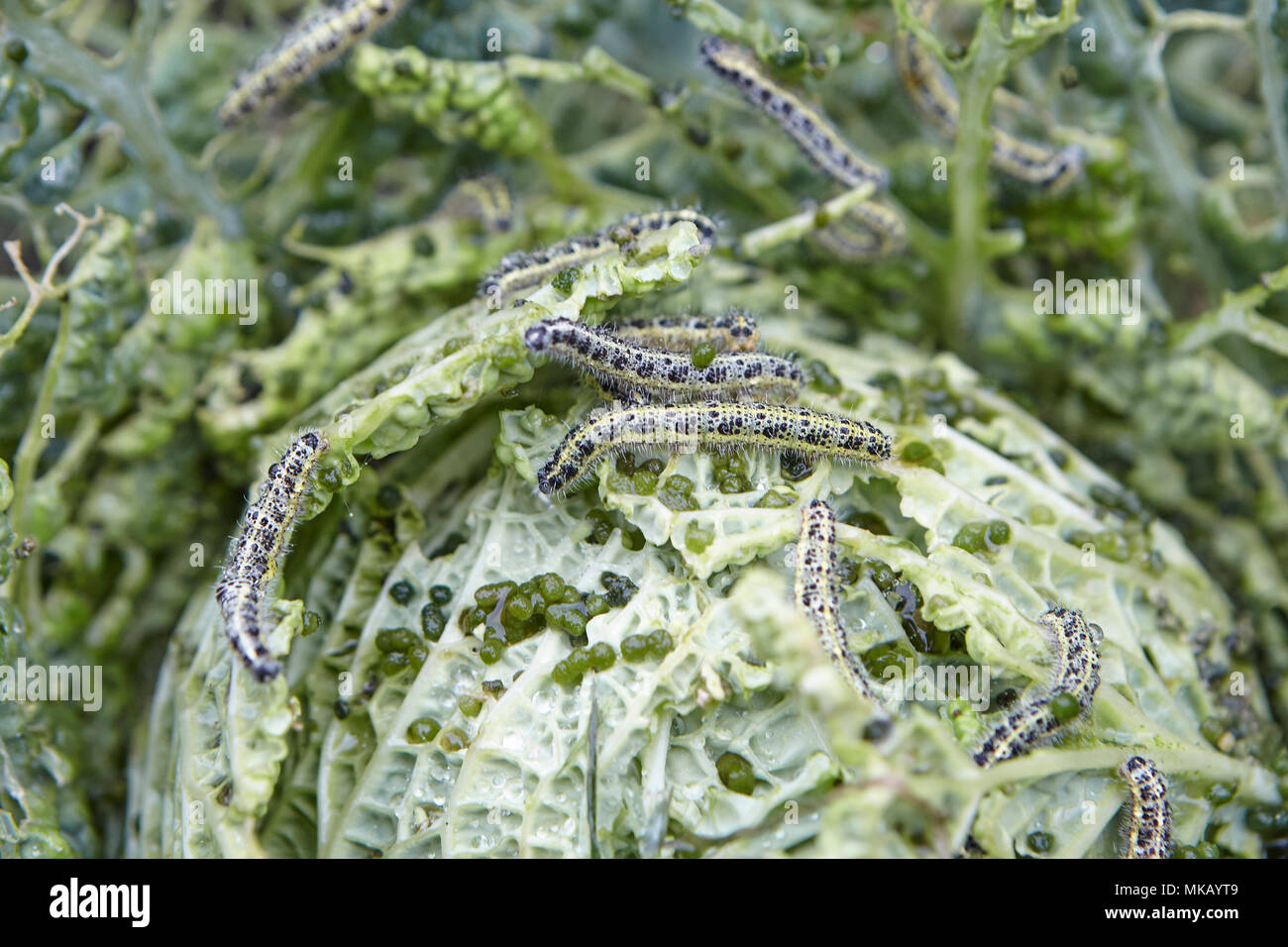 Home grown garden cabbages damaged and eaten by the caterpillars and