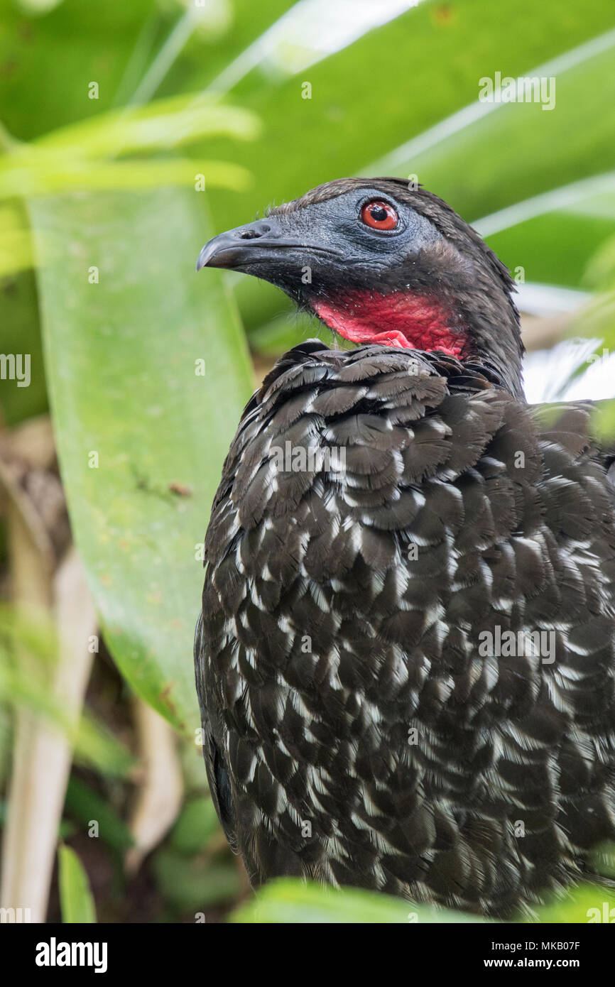 crested guan Penelope purpurascens adult perched in tree in rain forest, Costa Rica Stock Photo