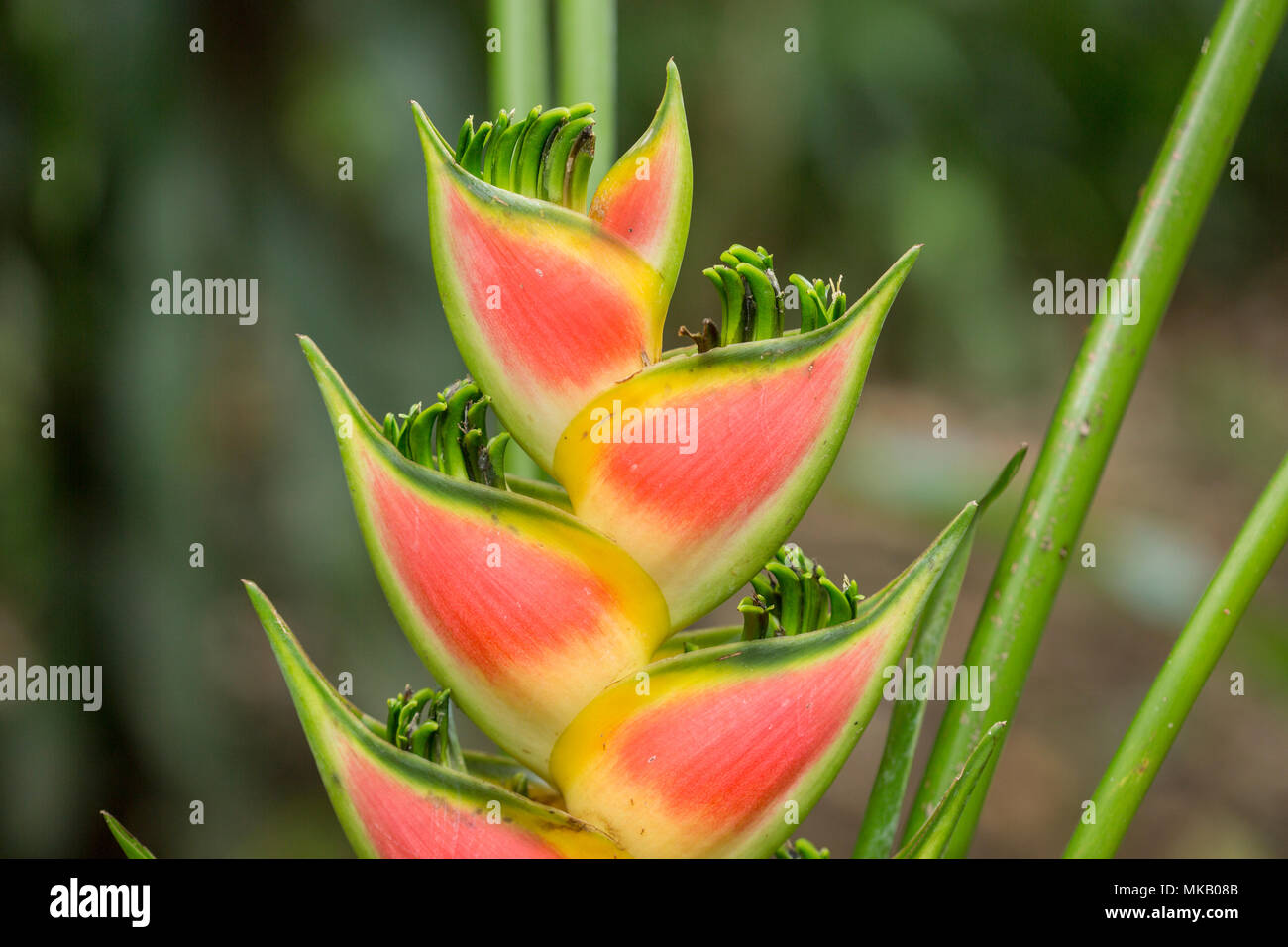Heliconia flower inflorescence in rainforest, Costa Rica Stock Photo