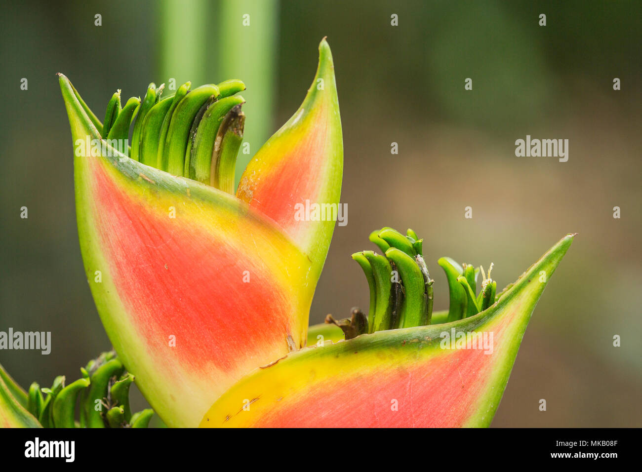 Heliconia flower inflorescence in rainforest, Costa Rica Stock Photo