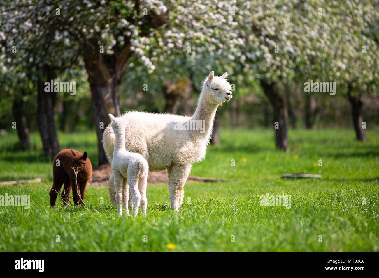 White Alpaca with offspring, South American mammal Stock Photo