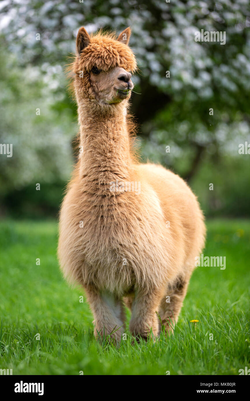 Adult Alpaca in the bosom of nature, South American mammal Stock Photo