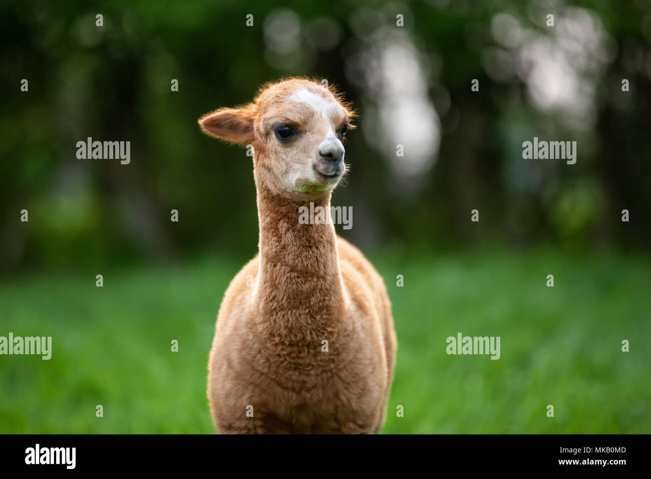 Portrait of a young Alpaca, a South American mammal Stock Photo