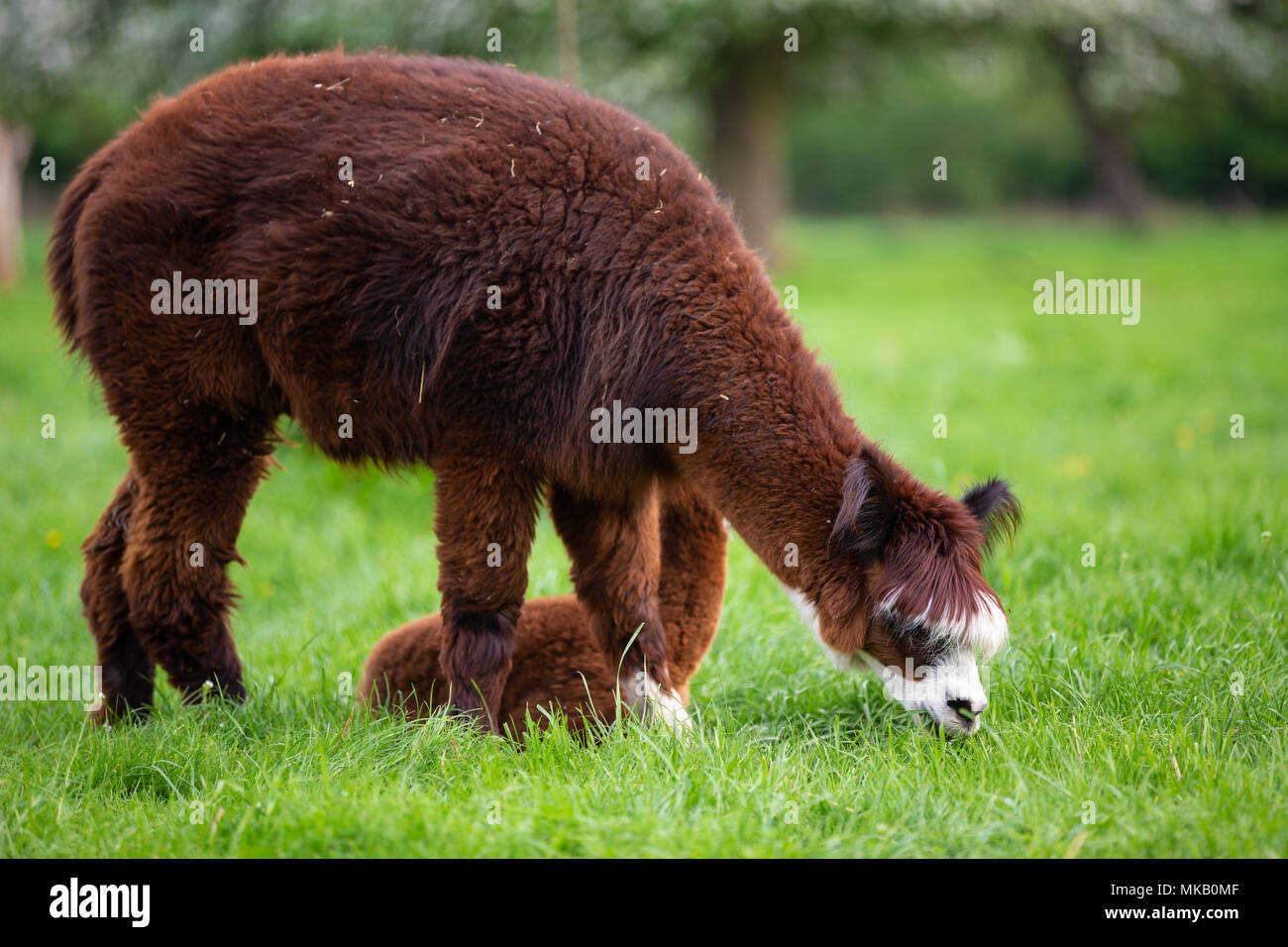 Alpaca eating green grass, South American mammal Stock Photo