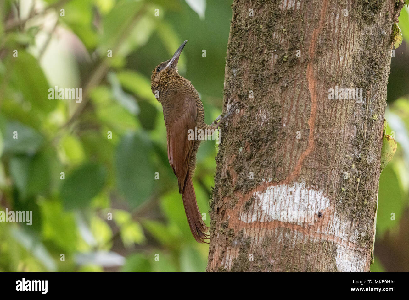 northern barred woodcreeper Dendrocolaptes sanctithomae adult perched on tree trunk, Costa Rica Stock Photo