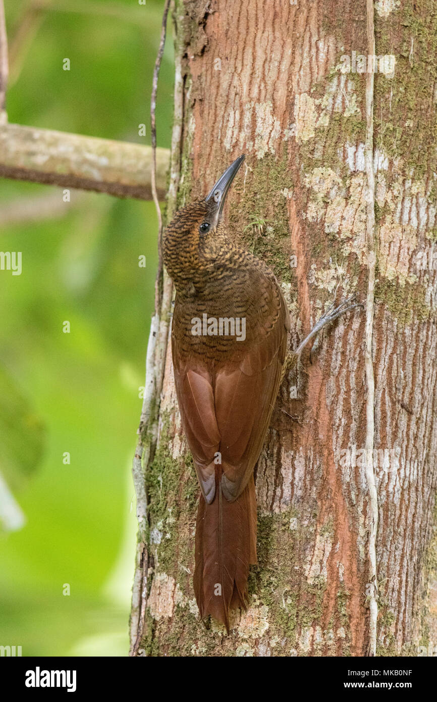 northern barred woodcreeper Dendrocolaptes sanctithomae adult perched on tree trunk, Costa Rica Stock Photo