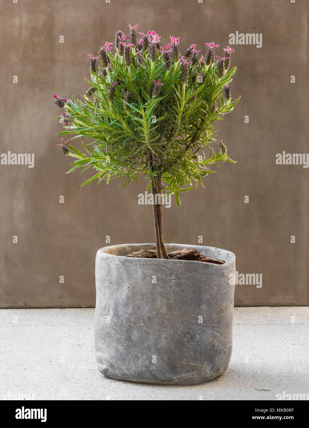 A gorgeous topped lavender tree (Lavandula stoechas subsp. pedunculata 'Willow Vale') with pink to purple flowers in a nice stone-like pot. Stock Photo