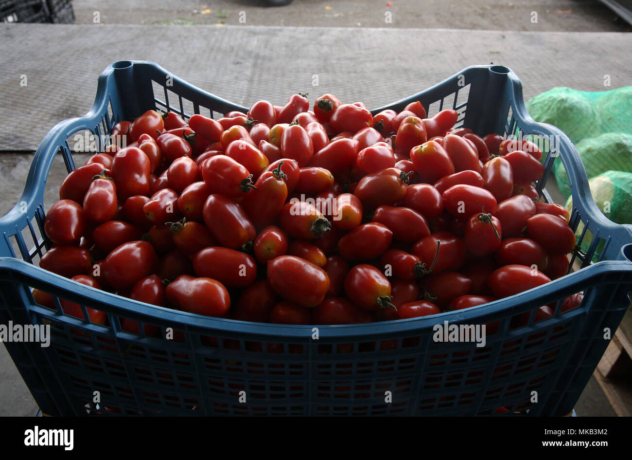 Greek red plum tomatoes in the Fruit & Vegetable Market in Athens