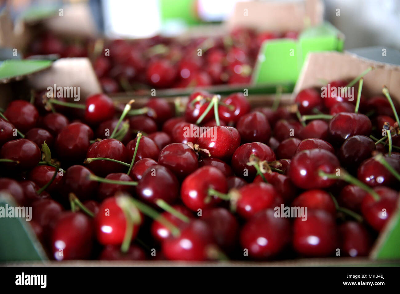 Greek red cherries in the Fruit & Vegetable Market in Athens, Greece