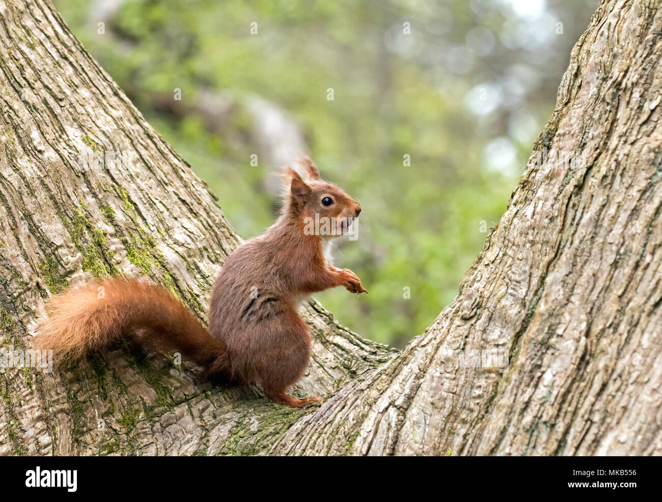 Red Squirrel in fork of tree, hazelnut in its mouth. Stock Photo